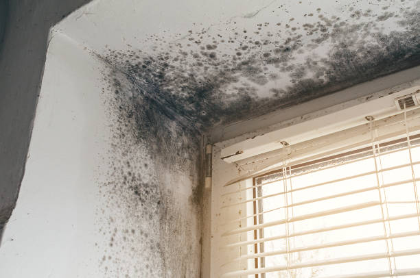Affordable Black Mold Remediation solutions in Roslyn Heights, NY